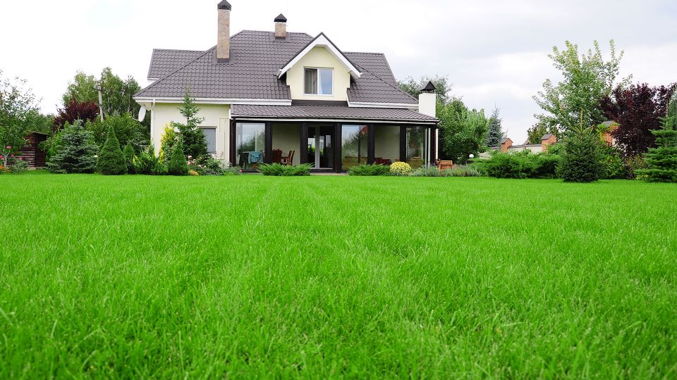 A well fertilized and beautiful lawn