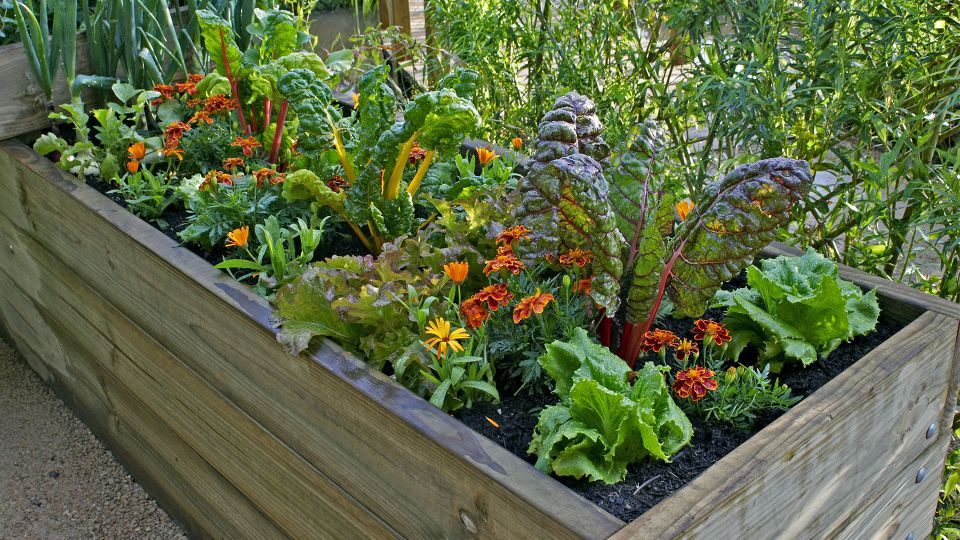 A beautiful and healthy vegetabel garden bed