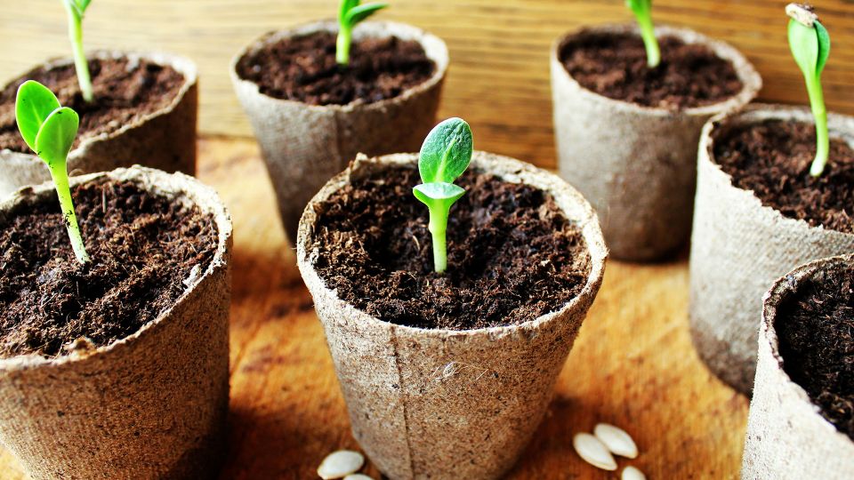 All in One Plant Fertilizer – Your One Stop Shop for Healthy Plants