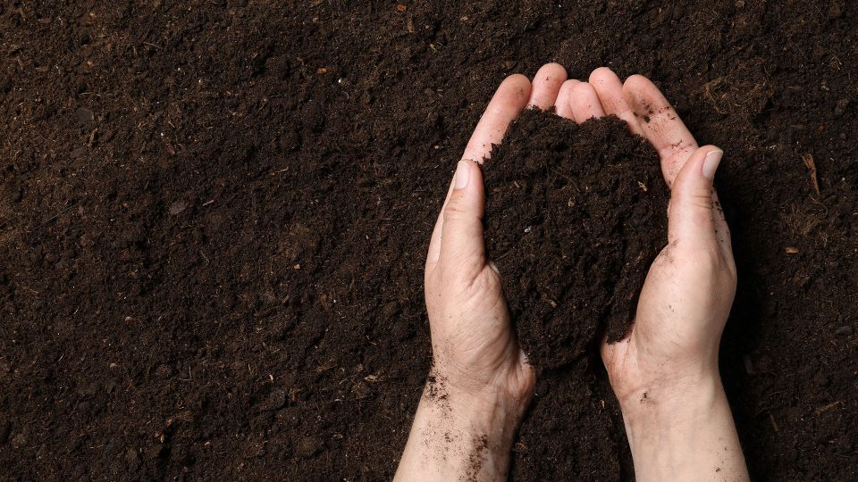 A hand fullof well health soil