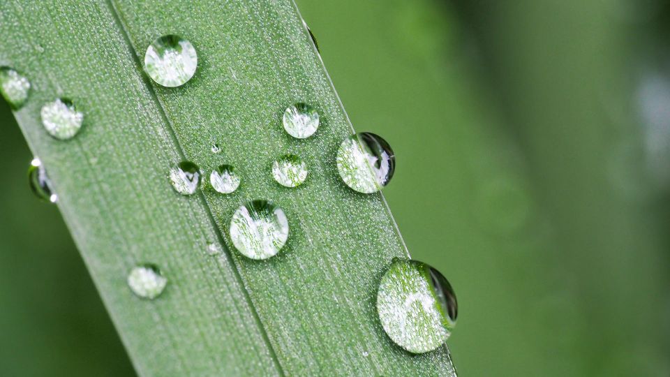 How Herbicide Surfactant Works on Weeds