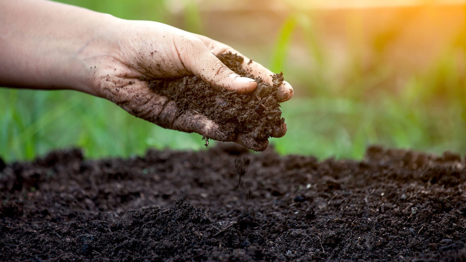 How Worm Tea Can Help Add Life Back into Your Soil