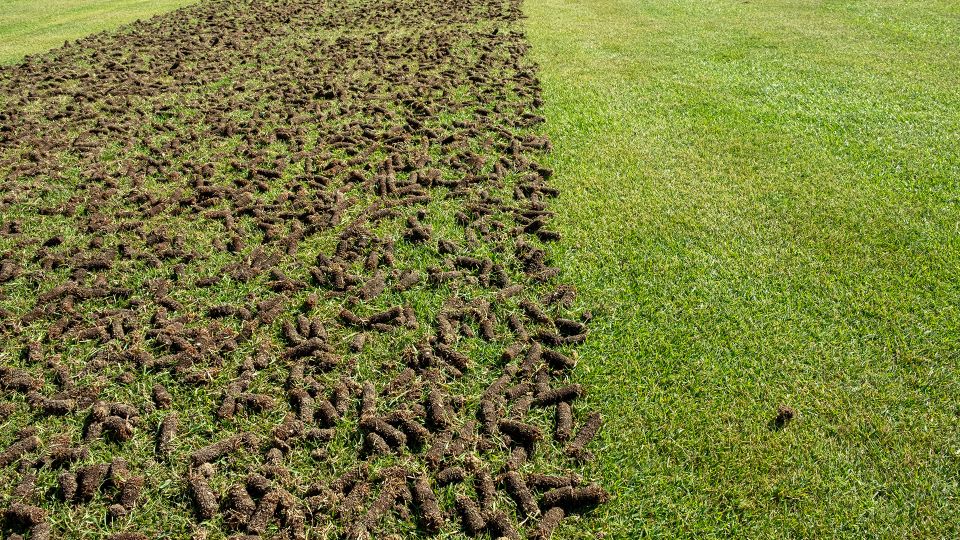 Is Lawn Aeration Necessary?