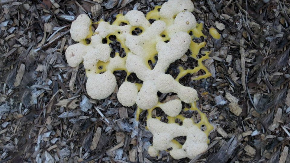 Moldy Mulch? Here's an Effective Way to Fix It.
