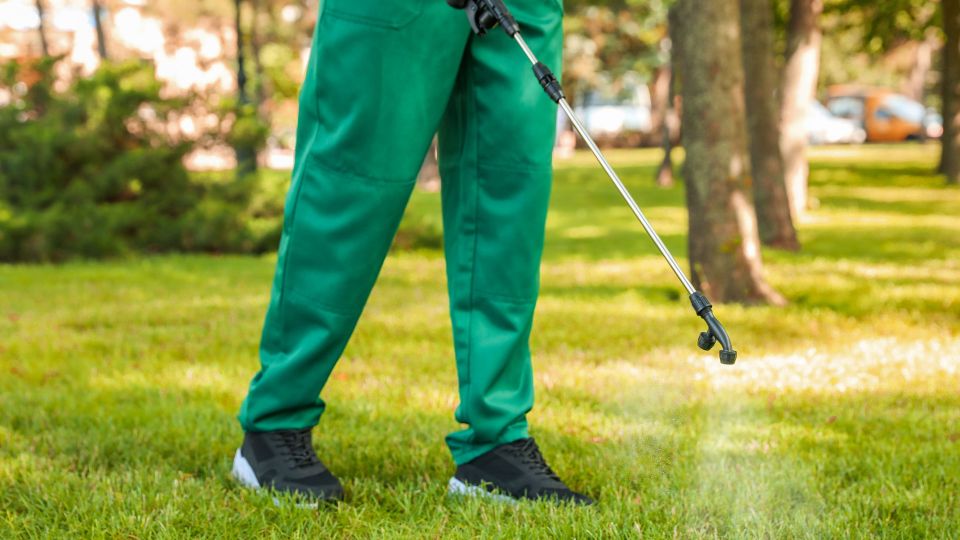 A man spraying liquid lawn areator solution on the lawn 