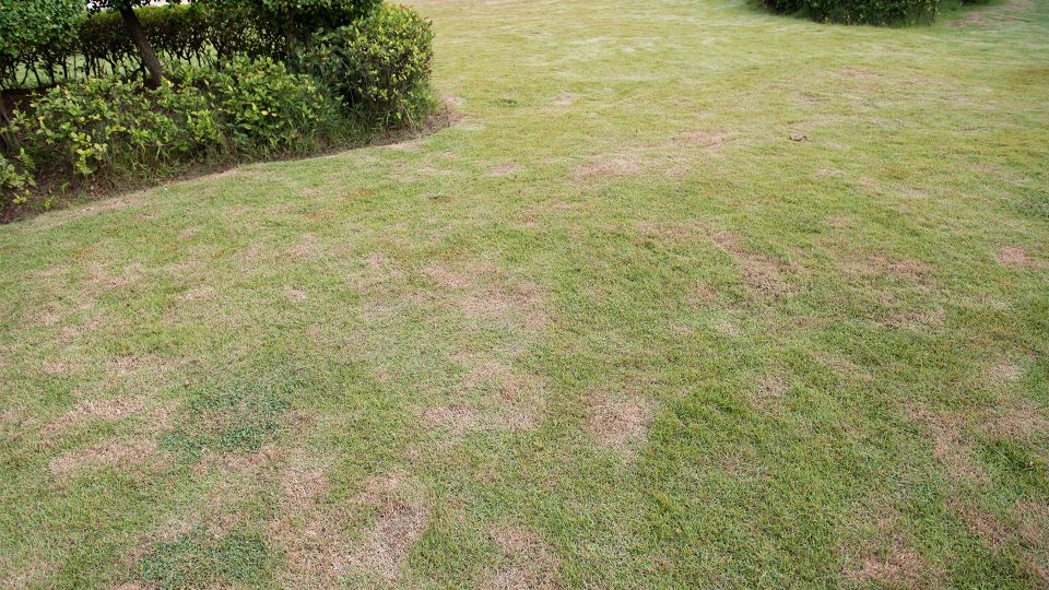 Top 5 Signs Your Lawn Needs Dethatching