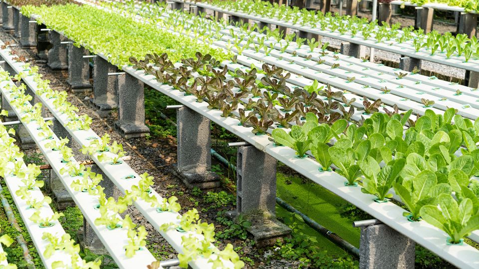 Grow Like a Pro: 10 Plants Perfect for Hydroponics Gardening