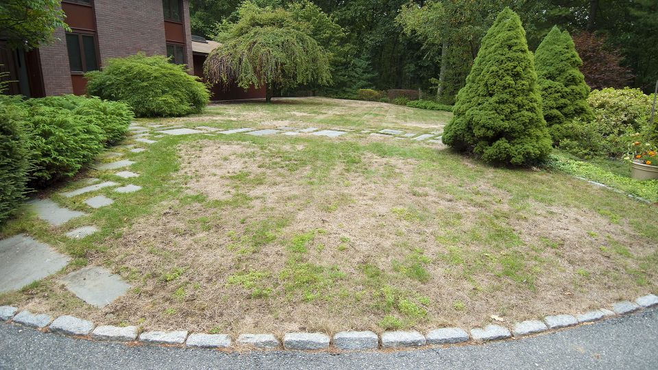 The Best Way to Revive a Yellowed Lawn with Chelated Liquid Iron