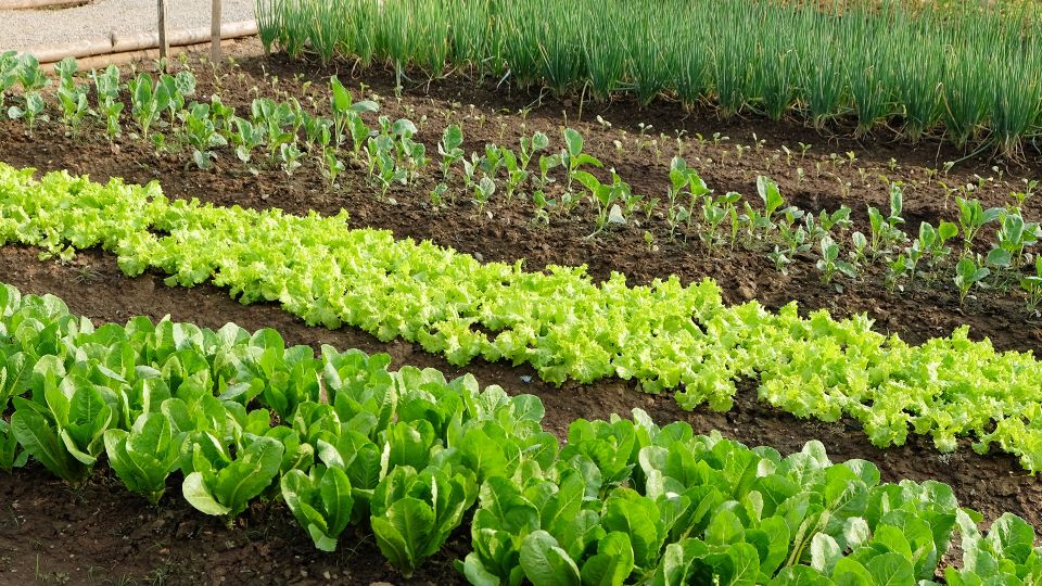 Caring for Your Home Vegetable Garden