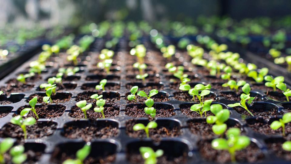 A healthy garden nursery bed